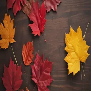 autumn iphone wallpaper