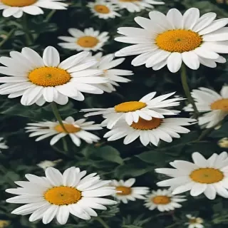 iphone daisy wallpaper