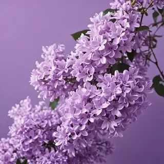 aesthetic lilac wallpaper