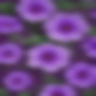 purple flowers background