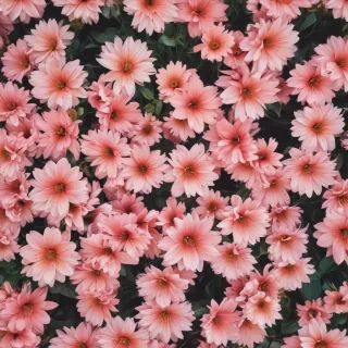 cute aesthetic wallpapers flowers