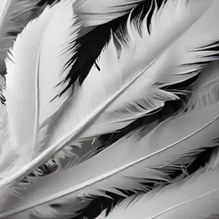 feather background