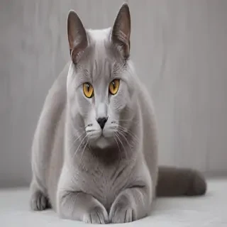 chartreux breed