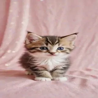 background kitty