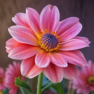 iphone flower background
