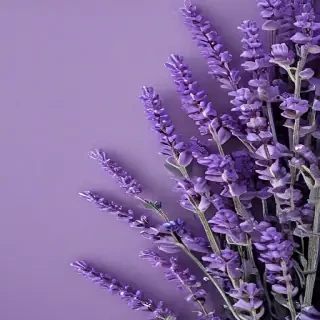 lavender phone background