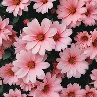 flowers aesthetic wallpaper