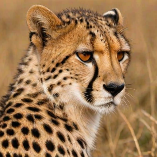 cheetah background