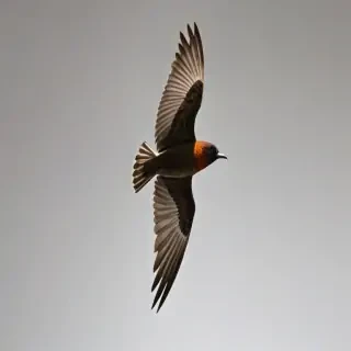 birds flying transparent background