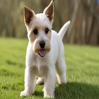 terrier dog
