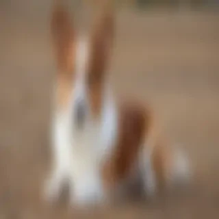 cardigan welsh corgi