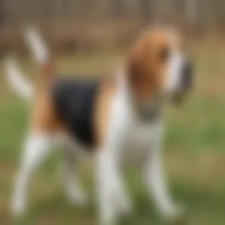 beagle  dog breed