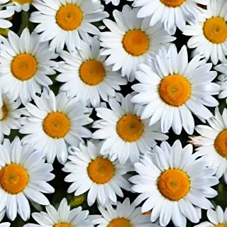 daisy wallpaper iphone