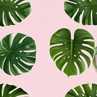 aesthetic monstera wallpaper