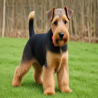 welsh terrier dog breed