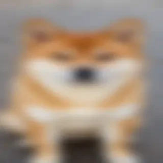 shiba dog