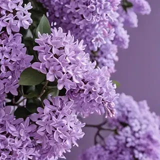 aesthetic lilac wallpaper