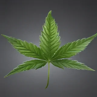 marijuana leaf transparent background