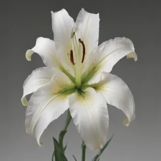 lily flower png