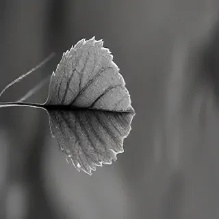 leaf in black and white