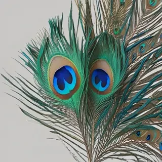 peacock feather png
