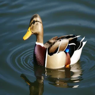 duck wallpapers