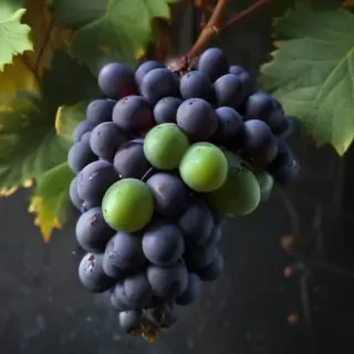 grapes png