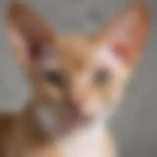 devon rex breed