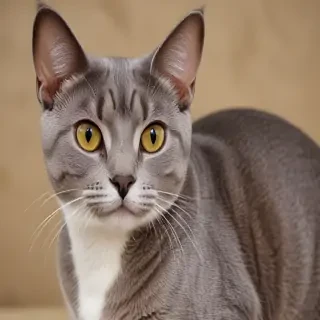 brazilian shorthair cat breed