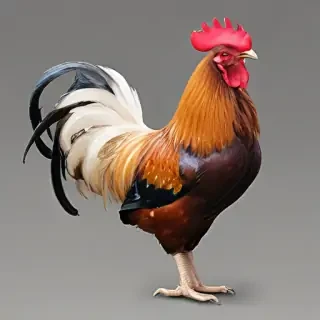 rooster png