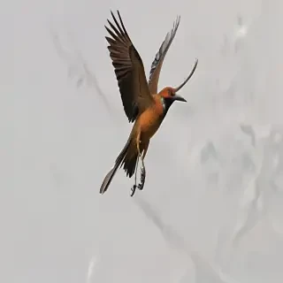 png birds flying