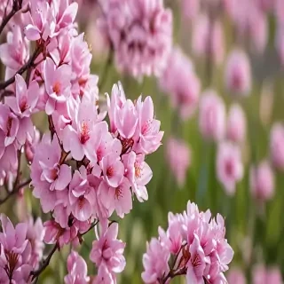 spring iphone wallpaper