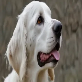 english setter