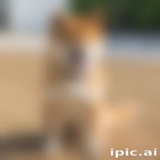 shiba dog