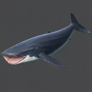 blue whale png