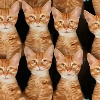 ginger cat