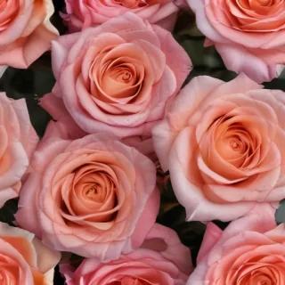 rose flower