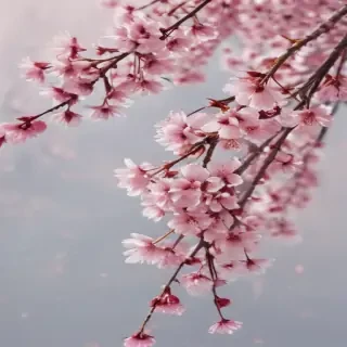 cherry blossoms png