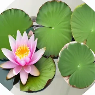 water lily png