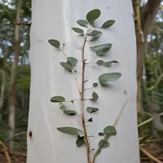transparent eucalyptus