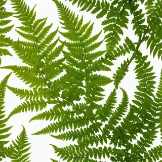 transparent fern png