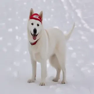 sno dog