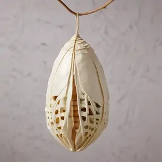 butterfly cocoon png