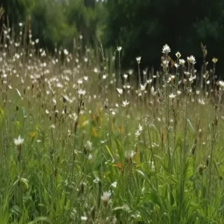 weeds png