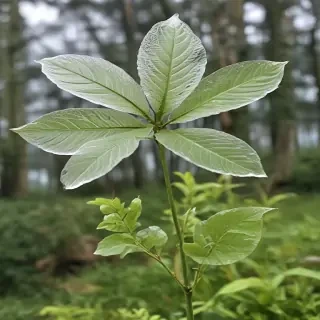 transparent plant