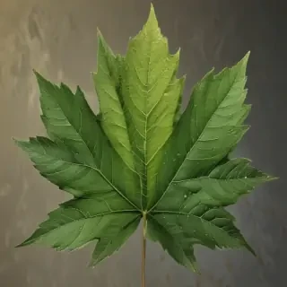 leaves no background