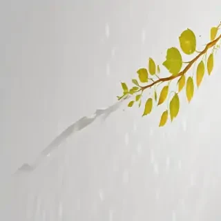banner transparent