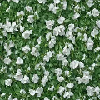 green and white background