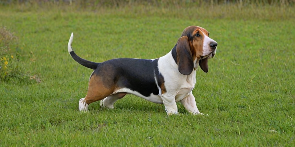 basset bleu de gascogne