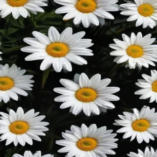 wallpaper daisy flower